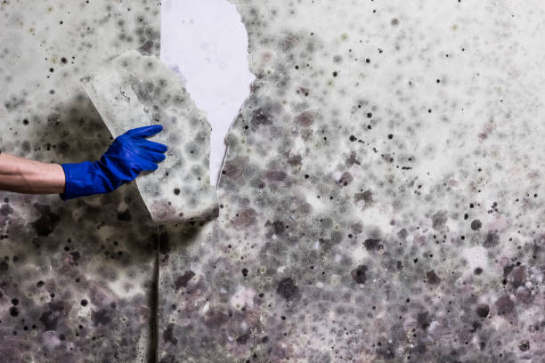 Lake Tansi, TN Mold Removal Pros